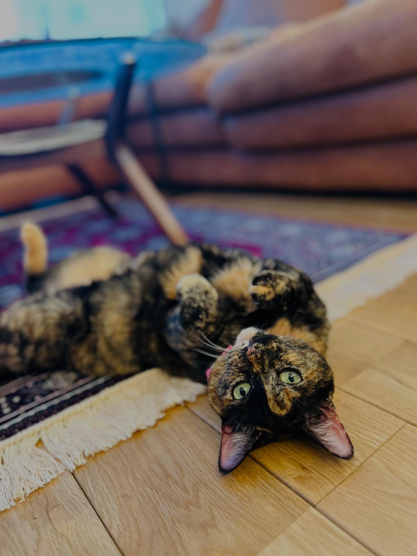 #猫との生活 
#猫とインテリア
#猫すたグラム 
#サビ猫の輪 
#ザビ猫 
#ラグ 
#ねこ