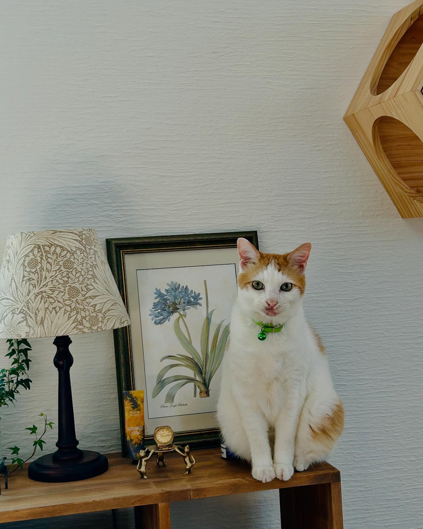 #猫とインテリア 
#猫と家が好き 
#ねこ 
#ねこ部 
#猫との生活 
#ねこすたぐらむ