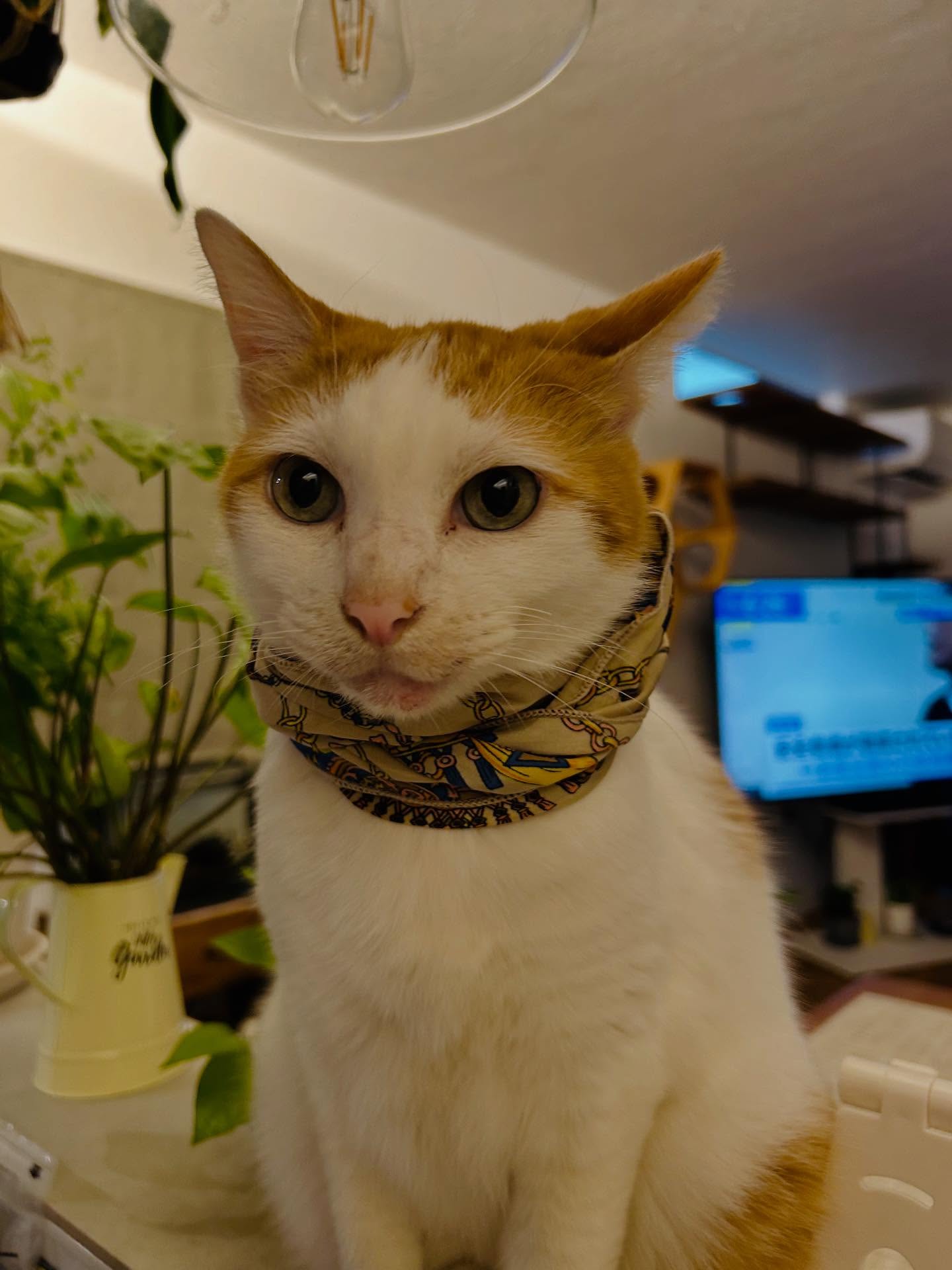 みーちゃんに噛まれ、
首に傷を負ってしまいました。
治りかけたところで、掻いてかさぶたを剥がしてしまい、
また傷になってしまいました。
しばらくスカーフを巻いてガードしていたら
やっときれいに治ってきました。
もうすぐスカーフ卒業です。

#猫とインテリア 
#猫
#猫スタグラム 
#猫とスカーフ
#ねこ 
#ネコスタグラム 
#ねこのいる生活 
#ねことくらすしあわせ