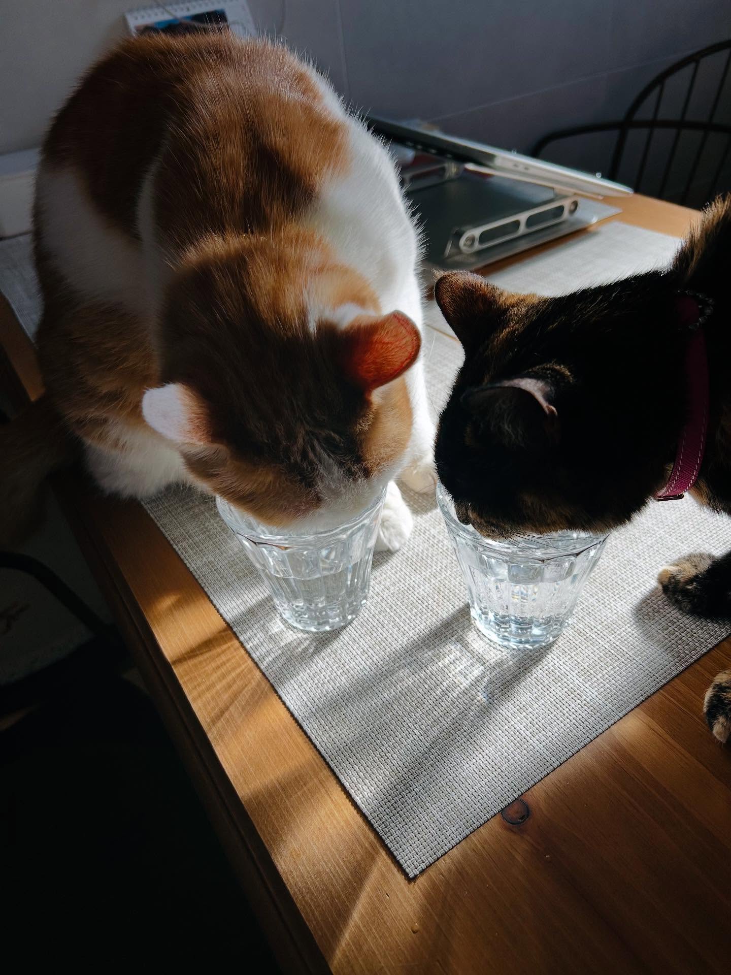 #ねこ 
#猫と家が好き 
#ねこのいる生活 
#猫との暮らしは幸せがいっぱい 
#猫エイズキャリア