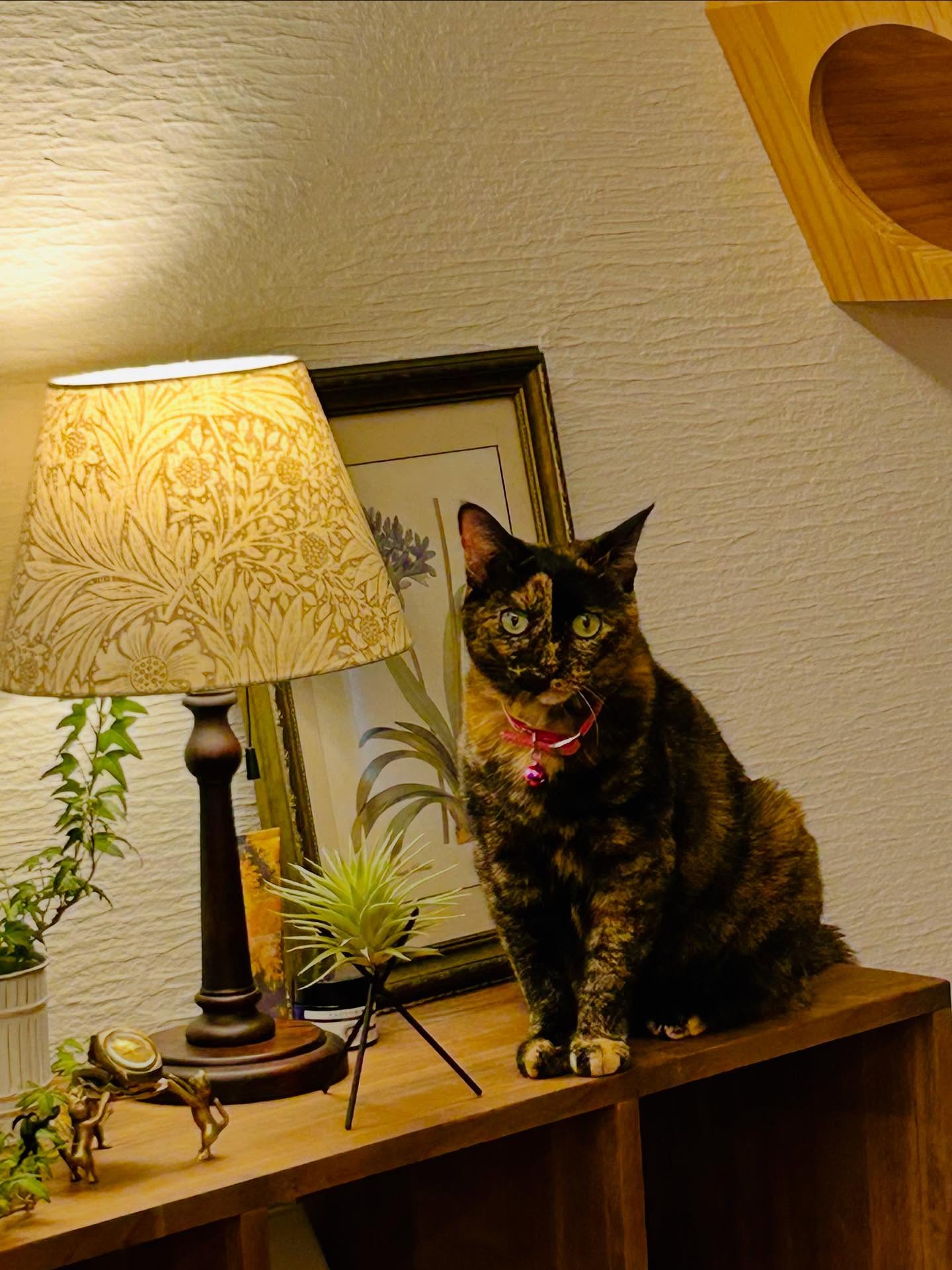 #ザビ猫 
#サビ猫ラバーズ 
#サビ猫の輪 
#猫とグリーン 
#猫とくらす家 
#ねこのいる生活 
#ねこすたぐらむ