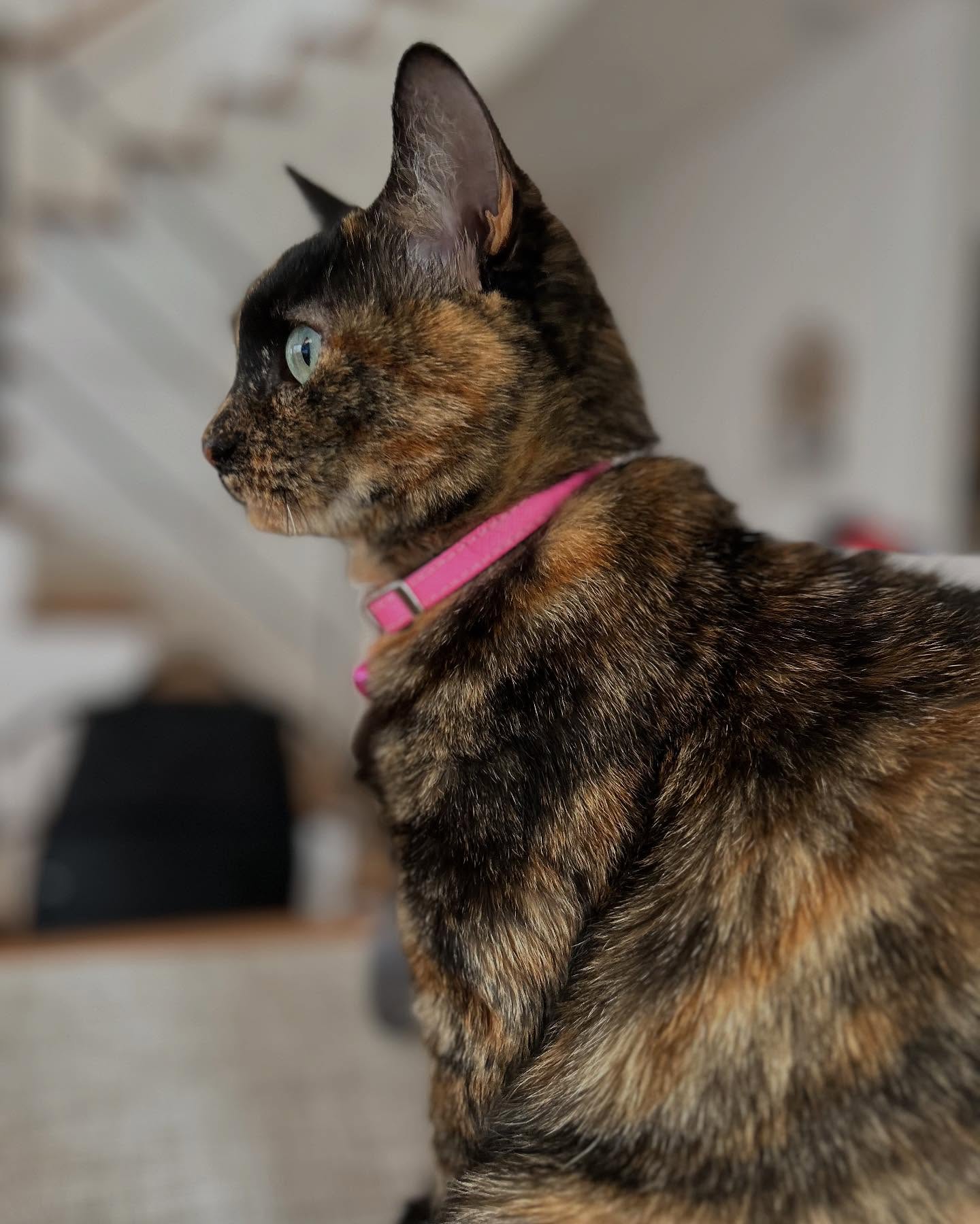 #サビ猫 
#サビ猫ラバーズ 
#猫とインテリア 
#ねこのいる生活 
#ねこ部