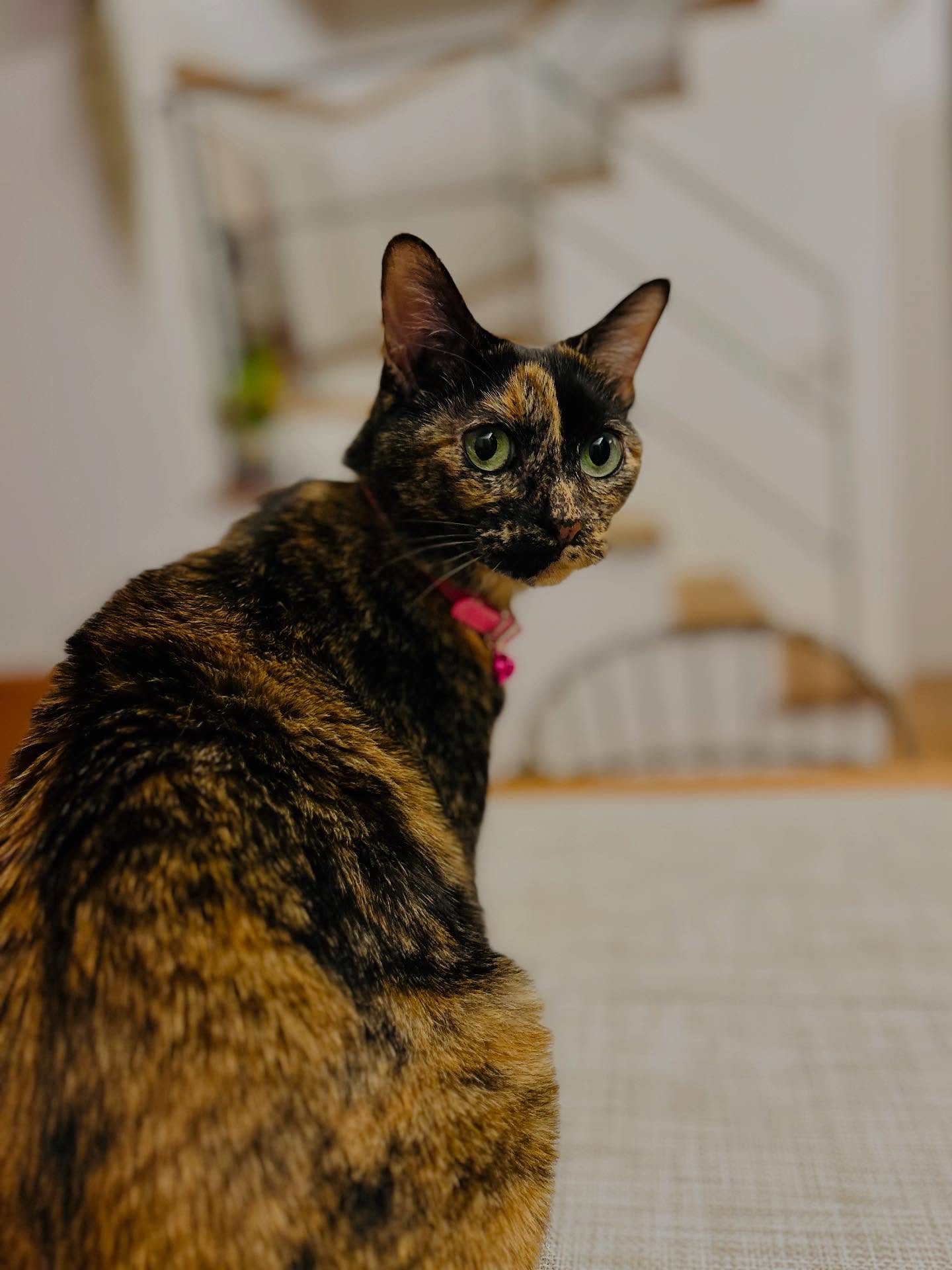 #サビ猫 
#サビ猫ラバーズ 
#さび猫好き 
#猫とインテリア 
#猫と家が好き 
#猫とくらす幸せ